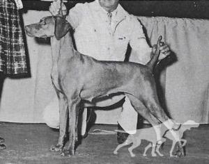 El-Jo's Country Girl