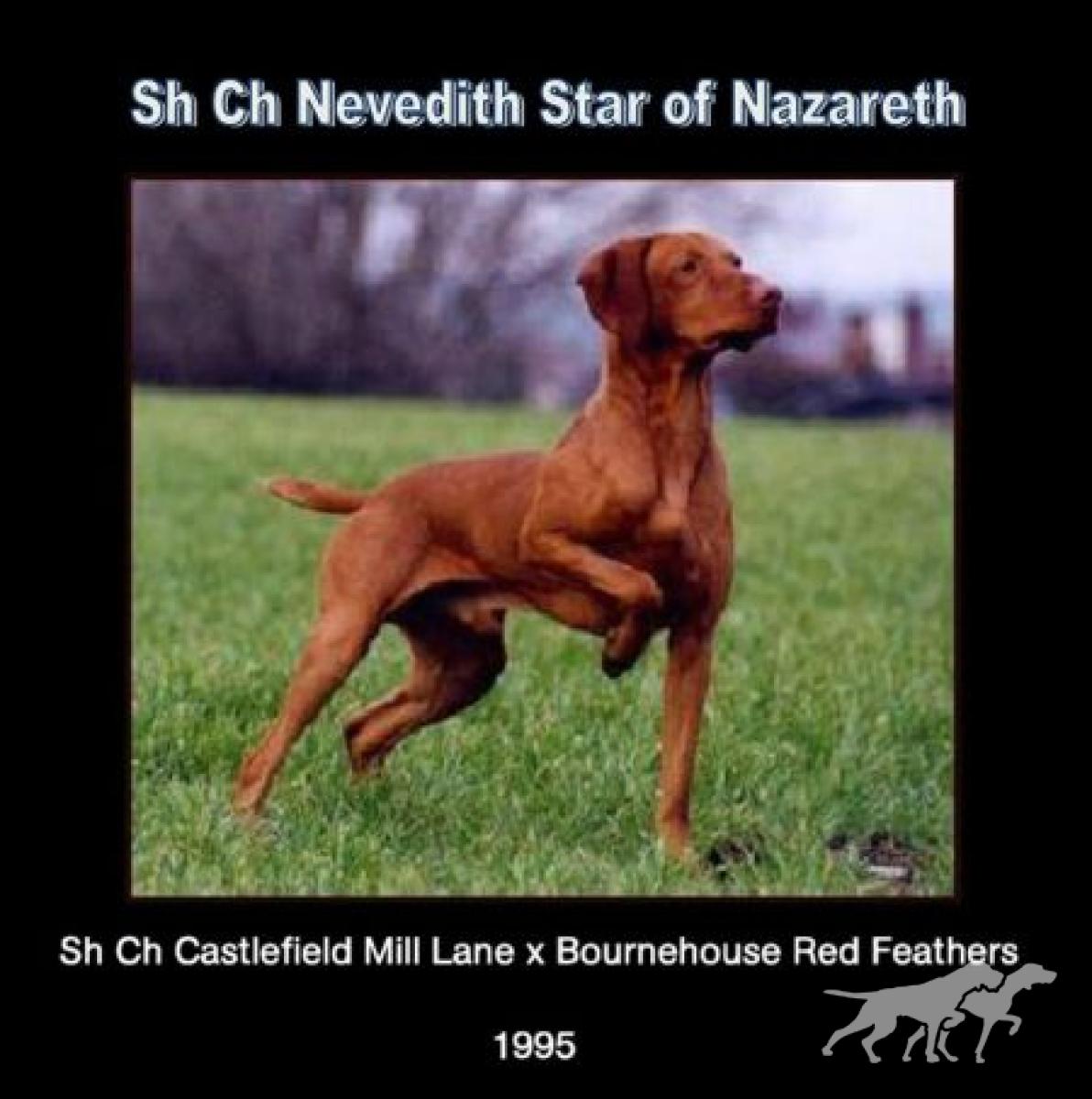 Nevedith Star of Nazareth