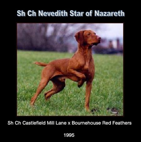 Nevedith Star of Nazareth