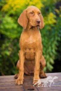 April Cinnamon Vizsla Dream at Risley