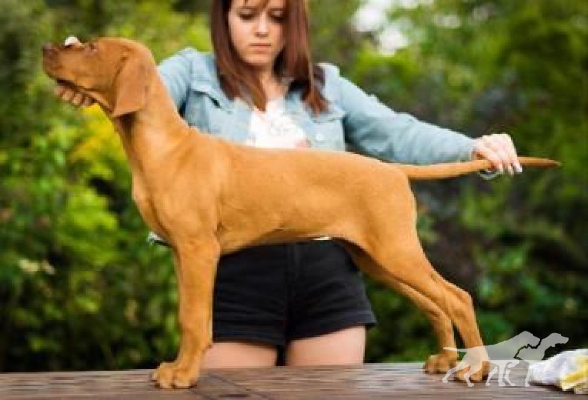 April Cinnamon Vizsla Dream at Risley