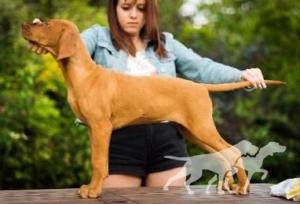April Cinnamon Vizsla Dream at Risley