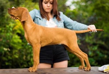 April Cinnamon Vizsla Dream at Risley