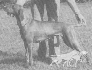 Shooting Star of Vaternish
