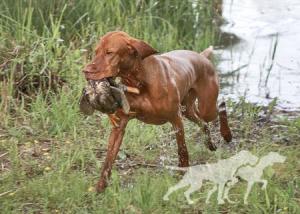 Lando vom Westerbach