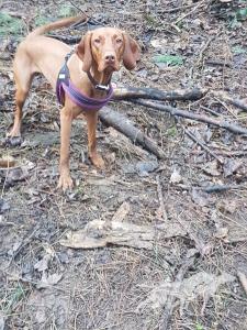Vizafire Cinnamon Fall