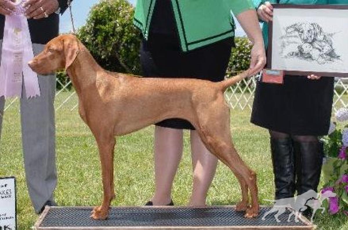 Red Diamond Hrq She's Got Game