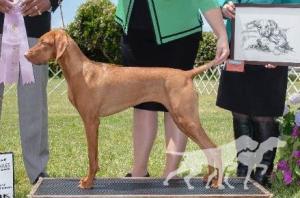 Red Diamond Hrq She's Got Game