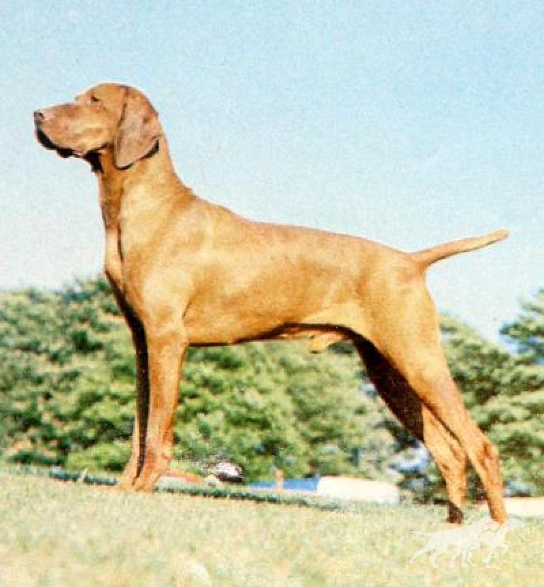 Russetmantle Troy
