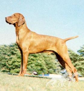 Russetmantle Troy