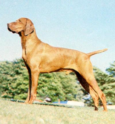 Russetmantle Troy