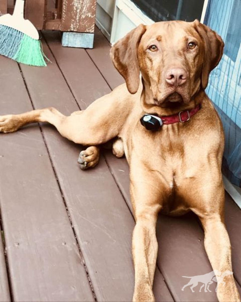 Bodhi III