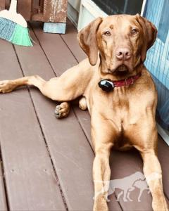 Bodhi III
