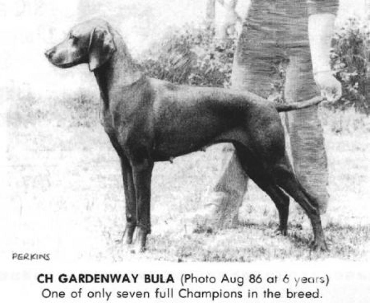 Gardenway Bula
