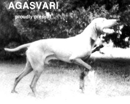 Mátai Darázs