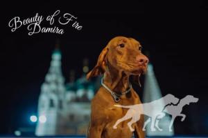 Beauty of Fire Damira
