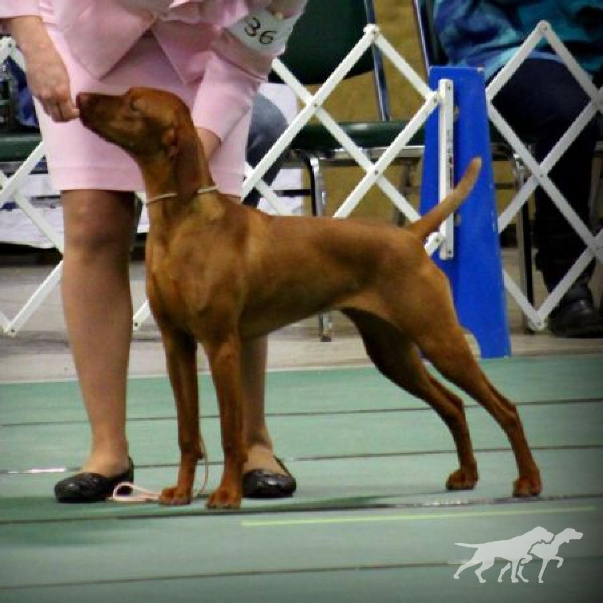 Szikra's Dulce Neigh Aaahh