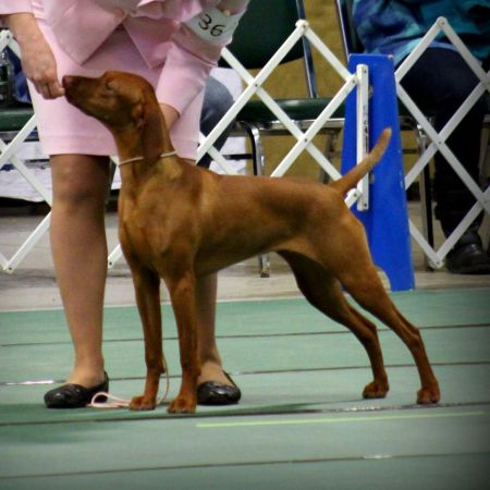 Szikra's Dulce Neigh Aaahh