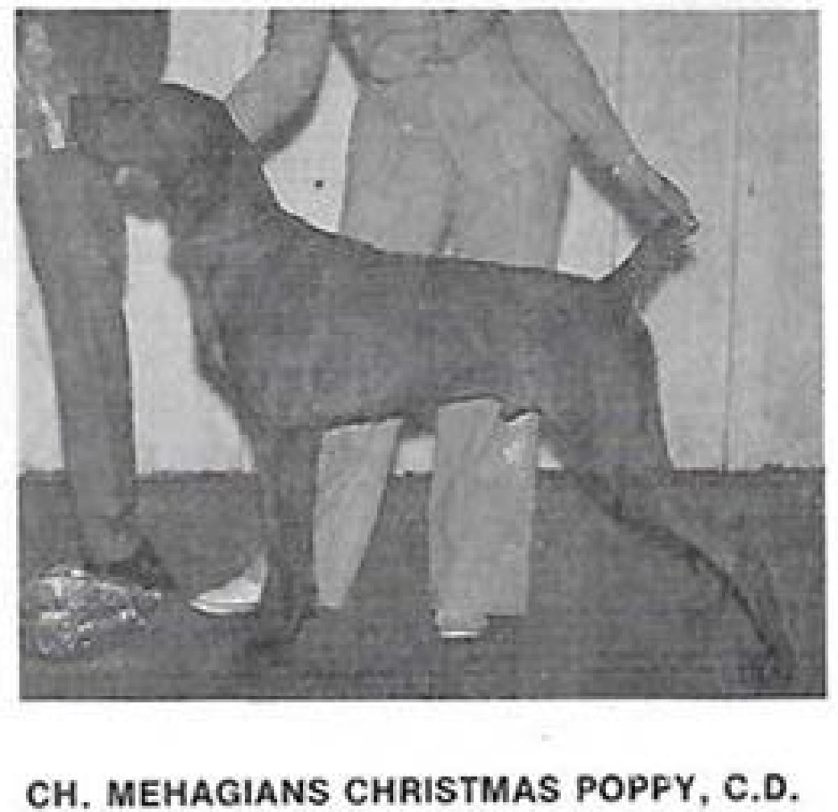 Mehagian's Christmas Poppy