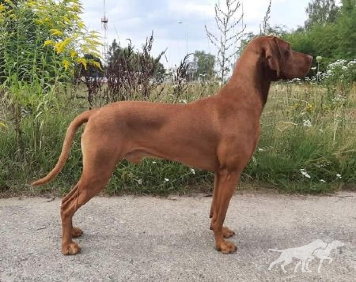Karmel Cinnamon Vizsla Dream