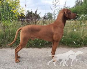 Karmel Cinnamon Vizsla Dream