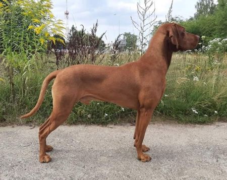 Karmel Cinnamon Vizsla Dream