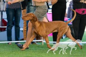 Karmel Cinnamon Vizsla Dream
