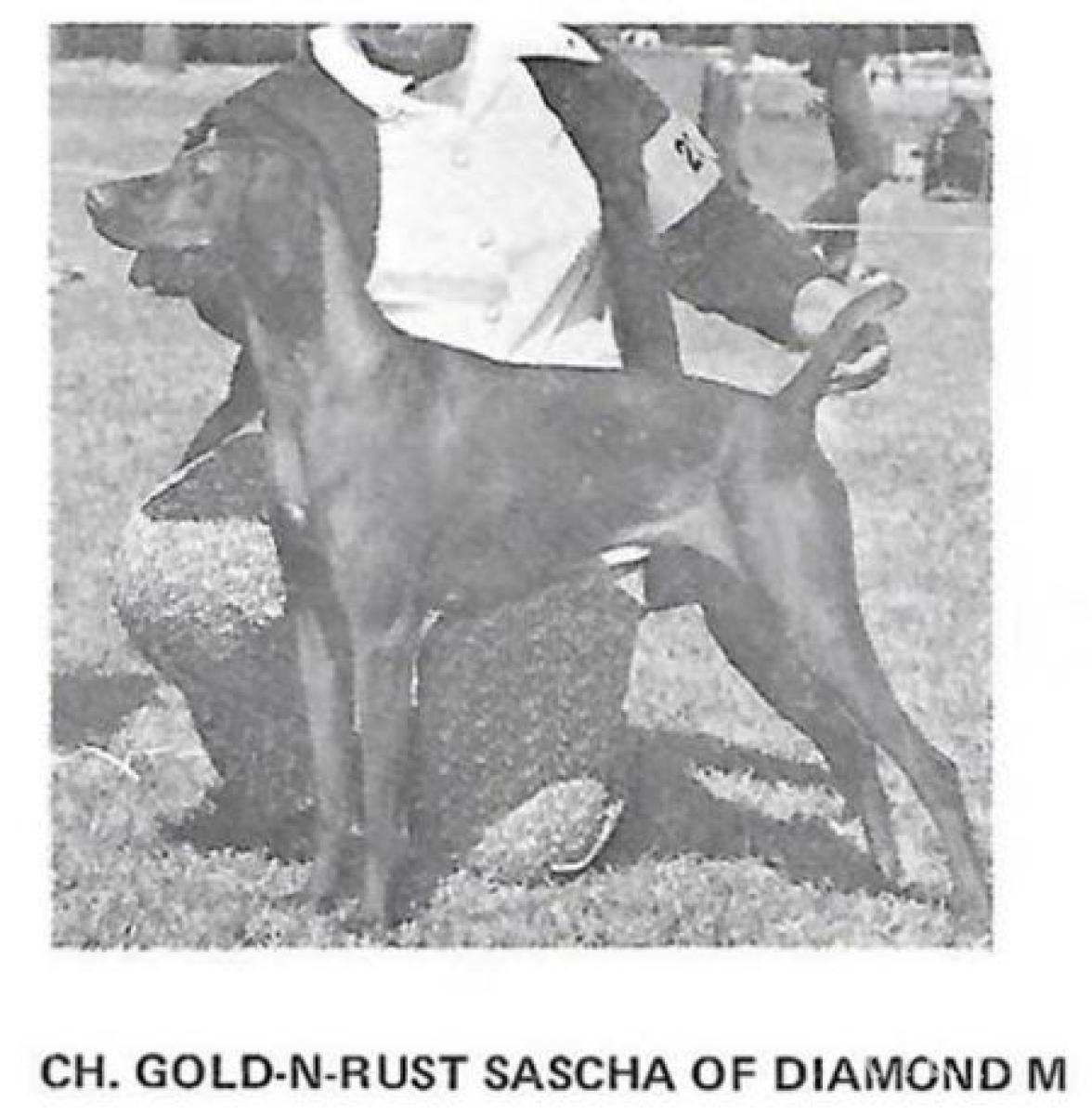 Gold-N-Rust Sascha of Diamond M