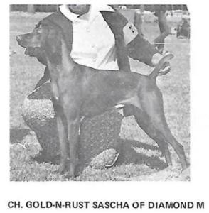 Gold-N-Rust Sascha of Diamond M