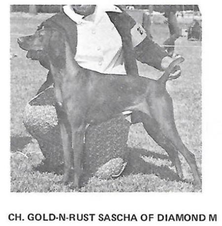 Gold-N-Rust Sascha of Diamond M