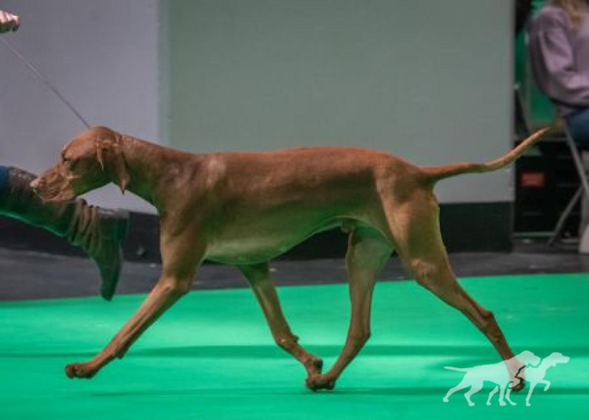 Alfizsbet Pike O'stickle Von Argyros
