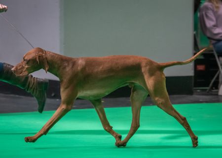 Alfizsbet Pike O'stickle Von Argyros