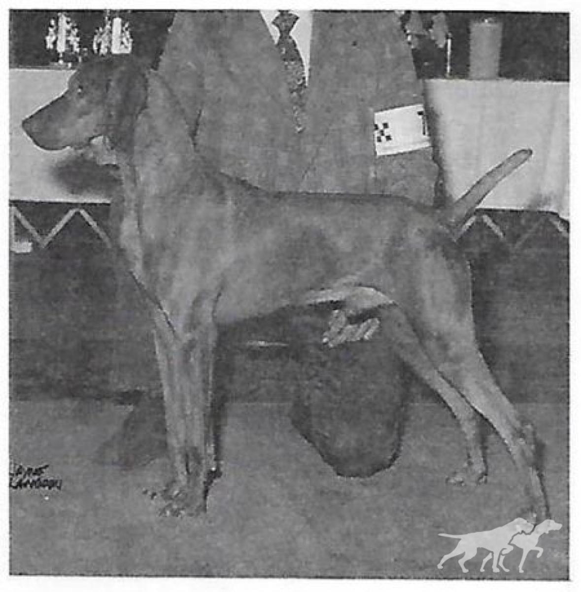 Piroska Checkmate v Lobo