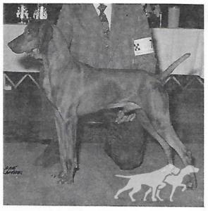 Piroska Checkmate v Lobo