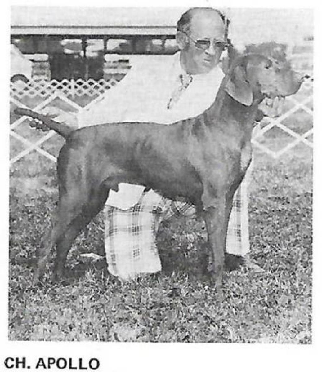 Apollo