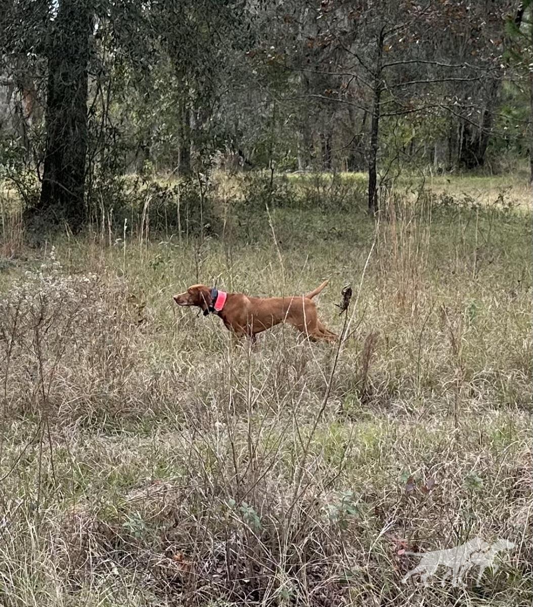 Valley Hunter Princess Leia