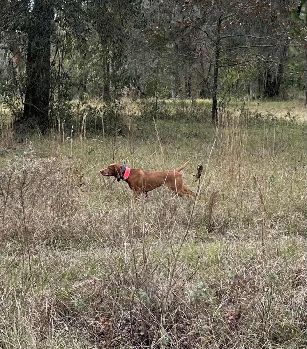 Valley Hunter Princess Leia