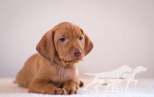 Absoliuti Laisve Sky Blue Dream