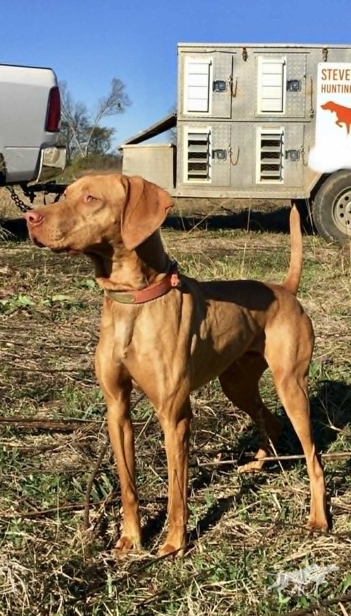 Slj Rango Quail Killer
