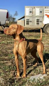 Slj Rango Quail Killer