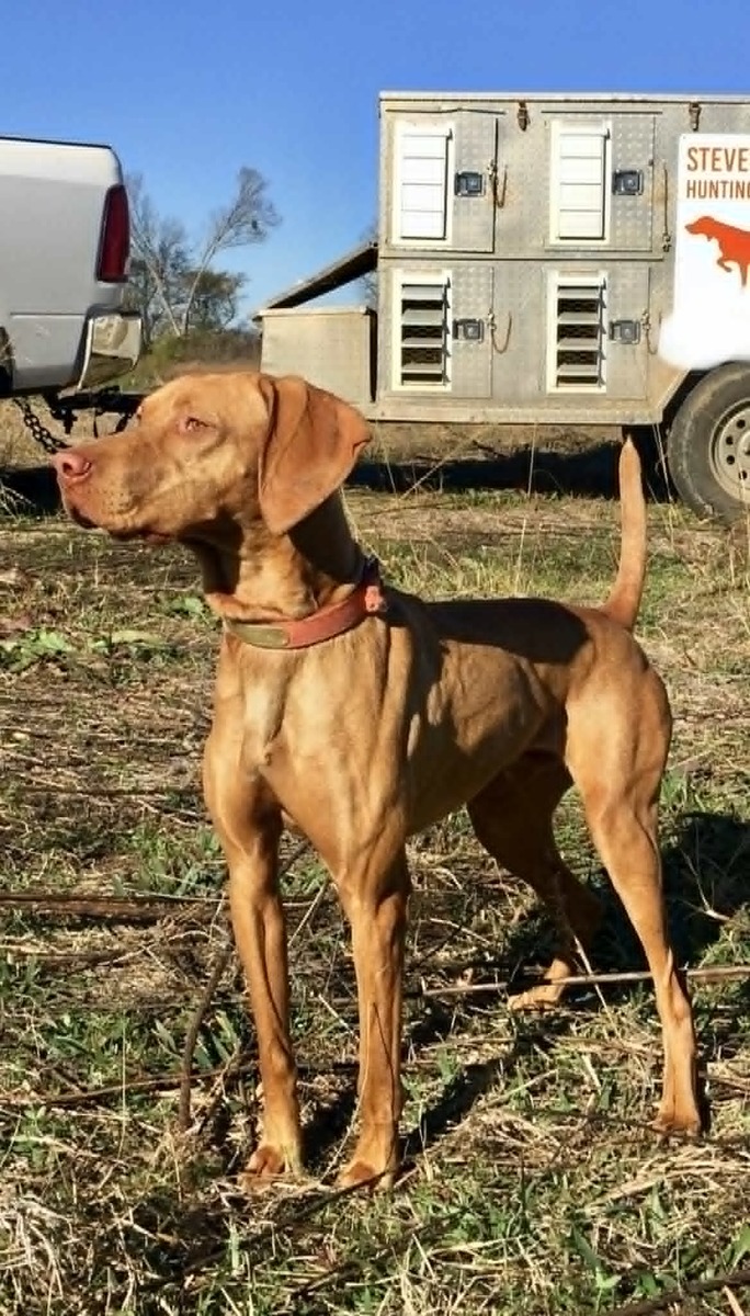 Slj Rango Quail Killer