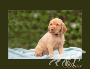 Amor van Marckelzathe