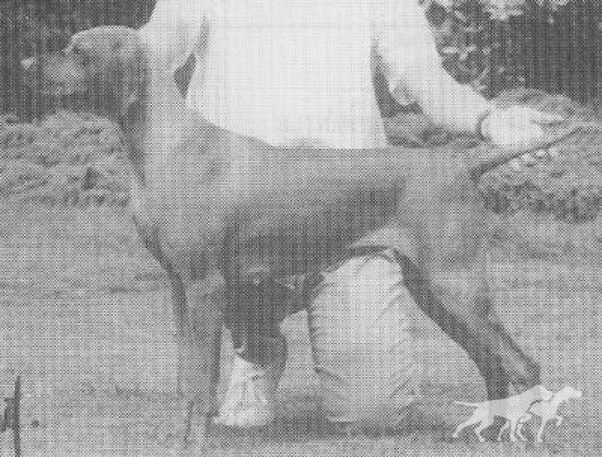 Pitswarren Tanzie