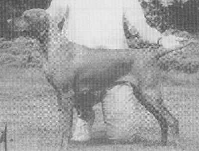 Pitswarren Tanzie