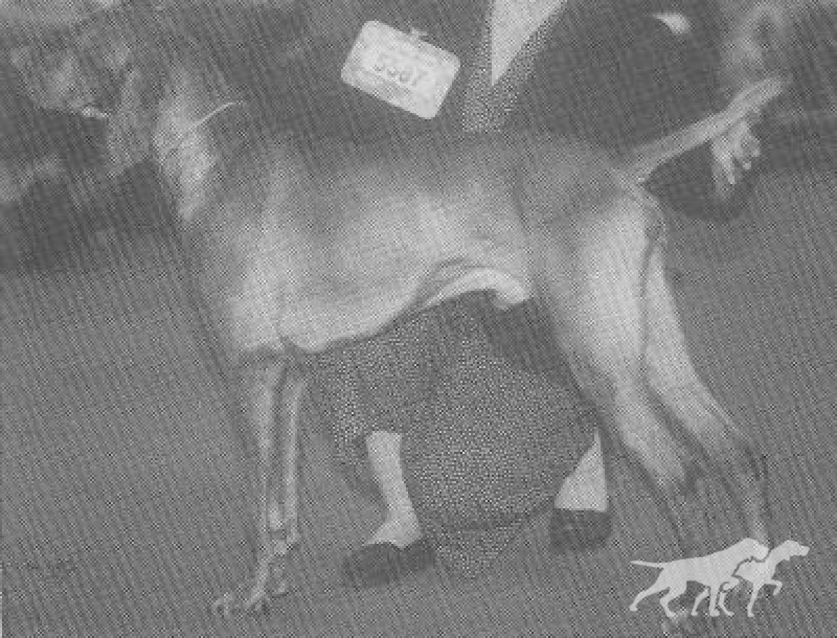 Valleyhunter Special Envoy