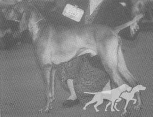 Valleyhunter Special Envoy