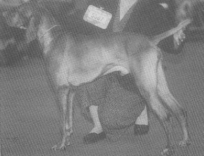 Valleyhunter Special Envoy