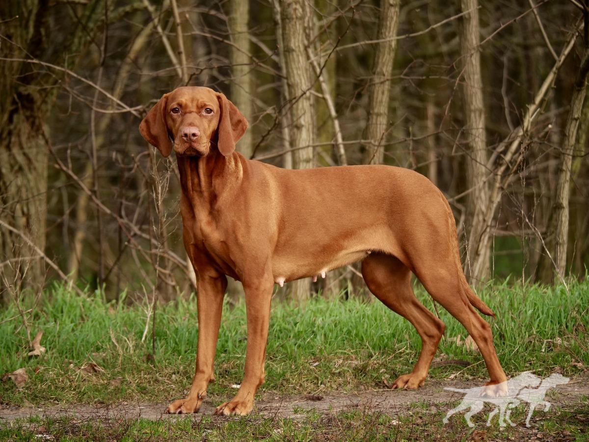 Quodian's Boudicca