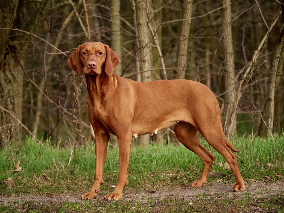 Quodian's Boudicca