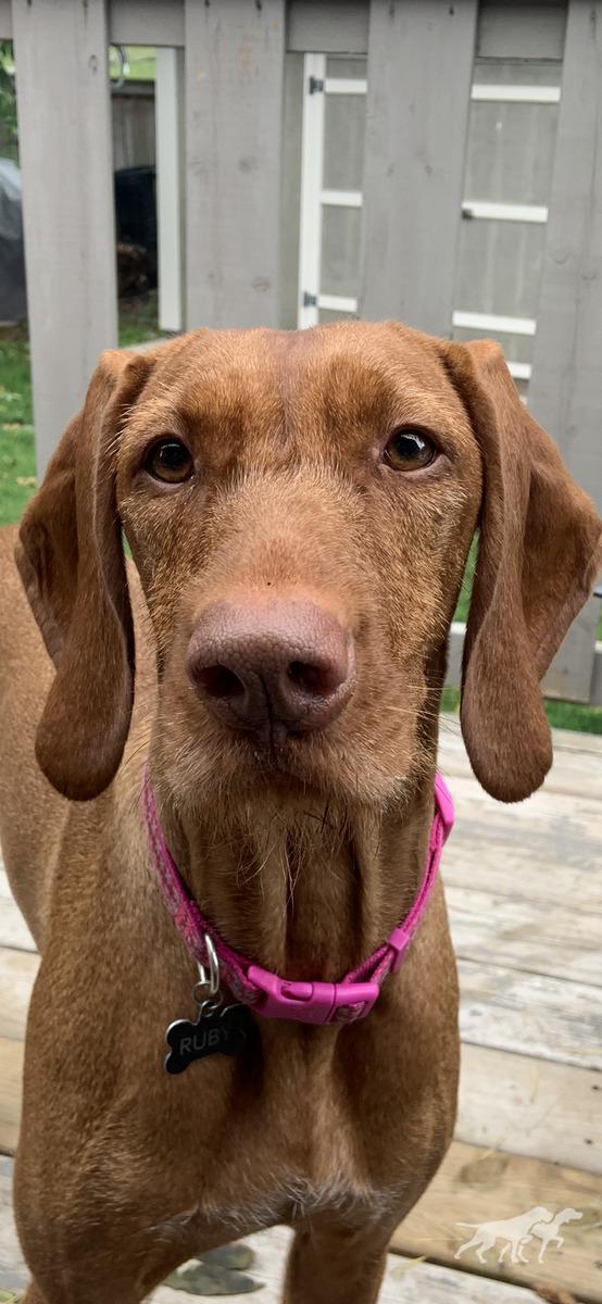 Point Of Honor Ruby